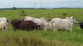 Com o tema “A pecuária recupera o Pará: resposta do Estado aos desafios da produção sustentável na Amazônia”, o evento será aberto dia 27 de abril, às 19h