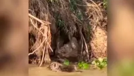 Onça-pintada é um dos principais predadores do jacaré no Pantanal