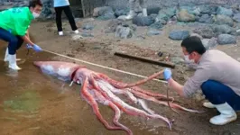 Lula gigante de 2,74 metros é encontrada em praia no Japão.