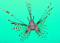 A beleza do peixe-leão, ou peixe-escorpião (Pterois volitans), contrasta com o perigo que ele representa