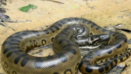 Imagem ilustrativa da notícia Cobra gigante é morta após devorar cachorro no Pará