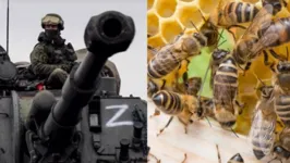 Além de três mortes, as abelhas teriam mandado 25 ao hospital