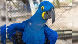 A arara-azul-grande batizada como Elza, a nova moradora do Mangal das Garças.