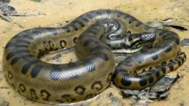 A sucuri é uma das maiores cobras do mundo e pode viver até os 30 anos.