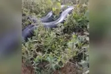 Flagra foi feito enquanto mulher dirigia