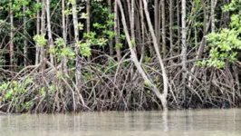 Cidade é conhecida por seus mangues