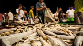 Os principais pontos de venda de peixe, em Belém, serão fiscalizados.