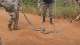 Cobra foi vista por praticantes de pedal que acionaram a PM ambiental