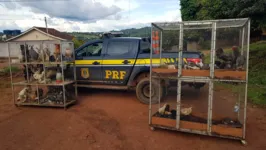 As aves estavam sendo transportadas em condições insalubres.