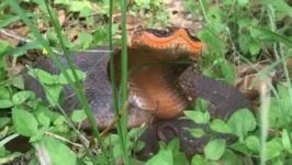 A única coisa que você precisa se preocupar é com o fedor dessa cobrinha sorridente 🐍