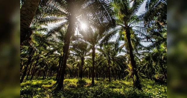 Imagem ilustrativa da notícia Conservação da Floresta Amazônica: dever de todas as esferas