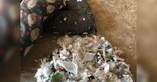 Imagem ilustrativa da notícia Cão rasga cama e revela colchão feito de absorventes usados