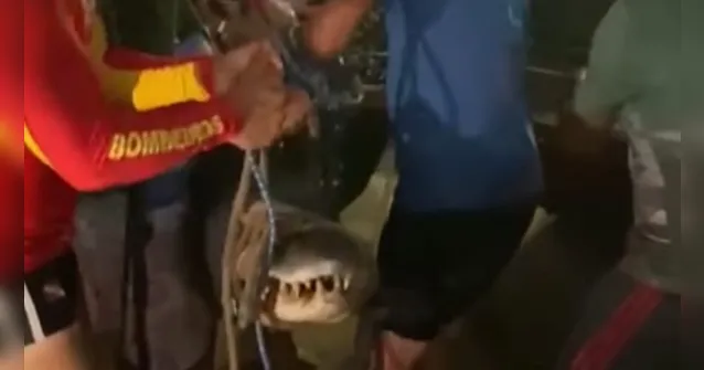 Imagem ilustrativa da notícia Vídeo: jacaré é capturado em praia de Alter do Chão