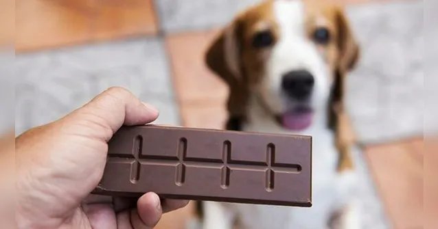 Imagem ilustrativa da notícia Alerta de Páscoa! Chocolate é risco de vida para seu pet