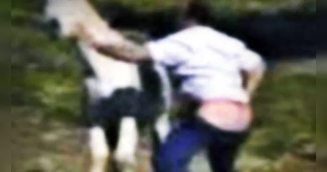 Imagem ilustrativa da notícia Homem é preso ao ser flagrado estuprando égua em praça 