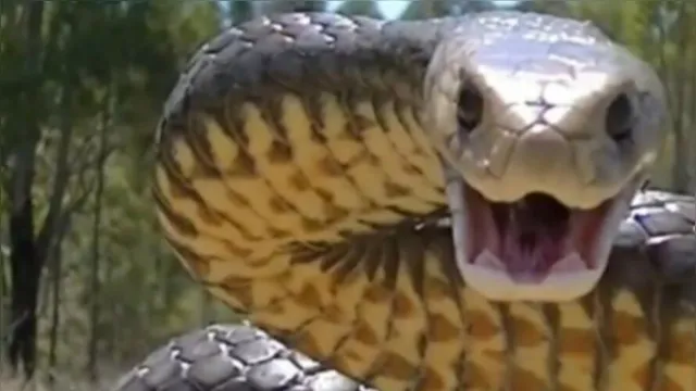 Imagem ilustrativa da notícia Cobra se protege soltando "pum" ao invés de veneno 