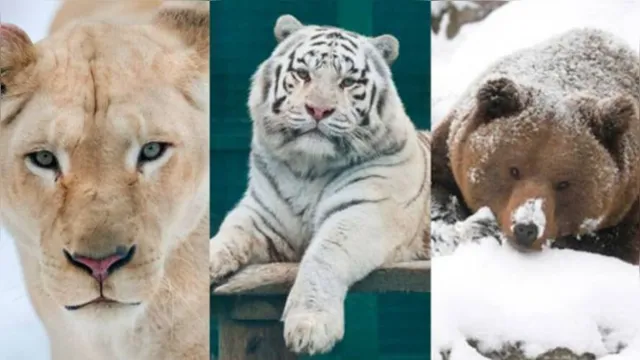 Imagem ilustrativa da notícia Guerra: leões, tigres e ursos podem morrer na Ucrânia