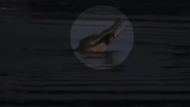 Imagem ilustrativa da notícia Vídeo: crocodilo abocanha morcego em pleno voo