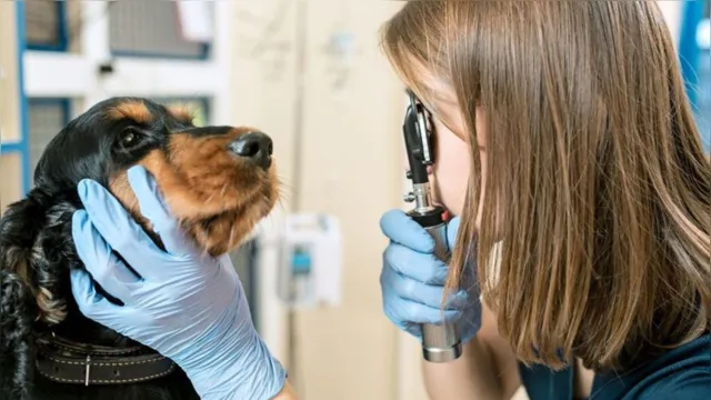 Imagem ilustrativa da notícia Saiba o que fazer se seu cachorro ou gato for envenenado