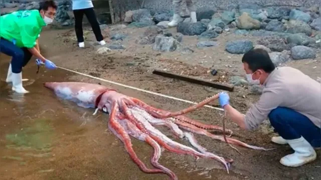 Imagem ilustrativa da notícia Vídeo: lula de quase 3 metros é encontrada em praia