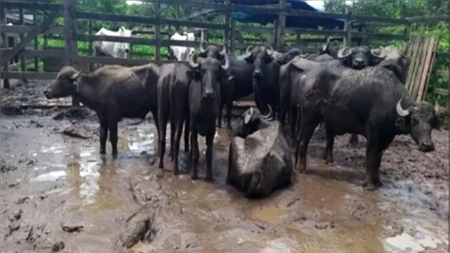 Imagem ilustrativa da notícia Vídeo: polícia impede roubo de carga de búfalos no Marajó
