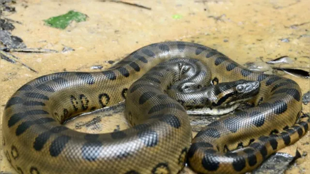 Imagem ilustrativa da notícia Cobra gigante é morta após devorar cachorro no Pará