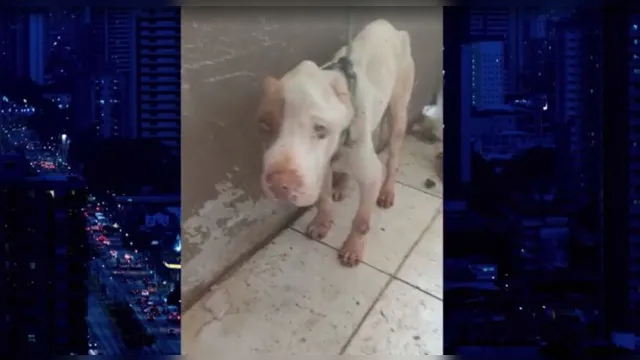 Imagem ilustrativa da notícia Dono de pitbull é preso por maus tratos, animal é resgatado