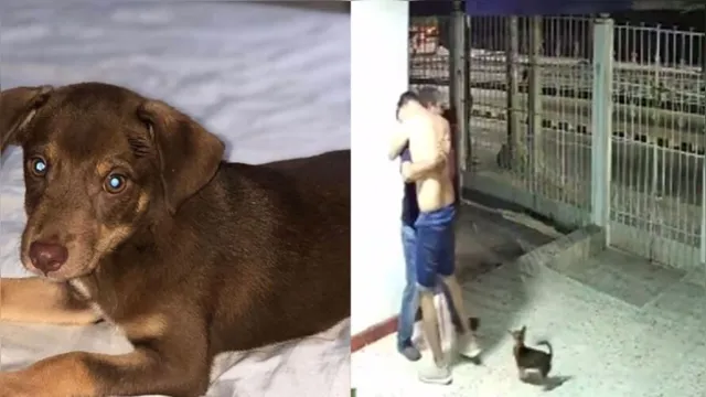 Imagem ilustrativa da notícia Reação de família após cão voltar para casa viraliza. Veja!