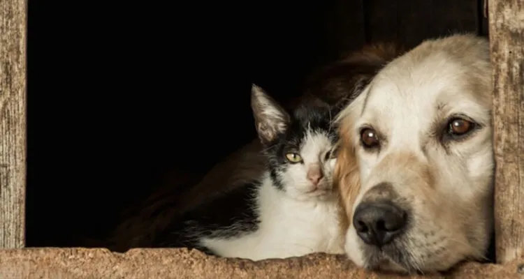 Imagem ilustrativa da notícia Saúde animal: 4 doenças comuns em pets e como evitá-las 