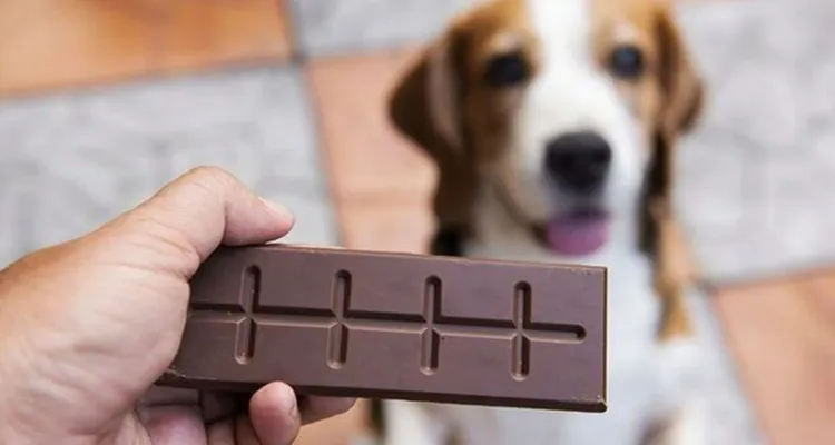 Imagem ilustrativa da notícia Alerta de Páscoa! Chocolate é risco de vida para seu pet