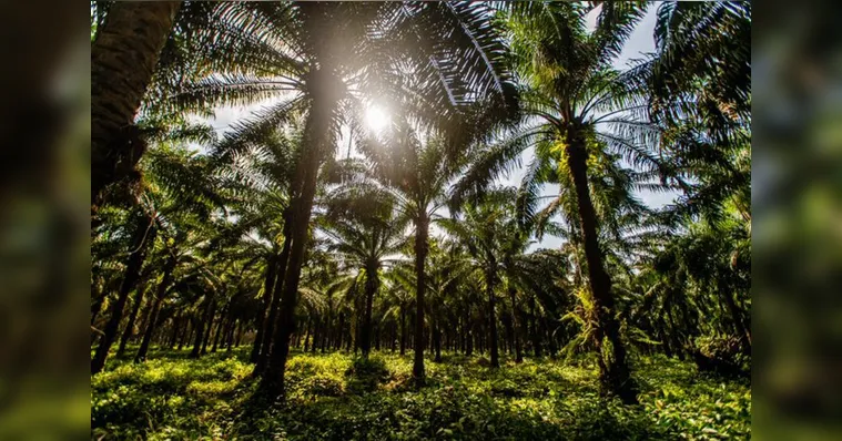 Imagem ilustrativa da notícia Conservação da Floresta Amazônica: dever de todas as esferas