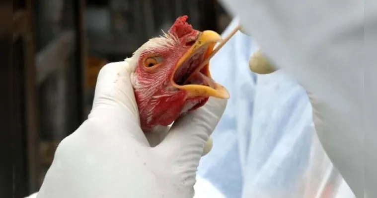 Imagem ilustrativa da notícia China registra 1º caso de gripe aviária em humanos