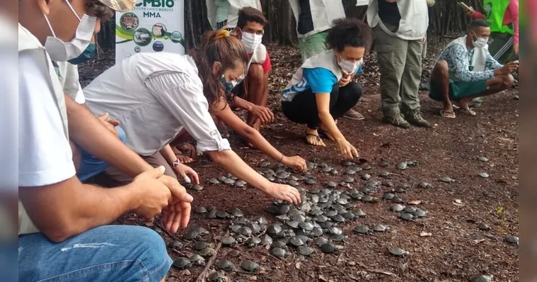 Imagem ilustrativa da notícia Vídeo: projeto solta 2.500 quelônios na natureza 