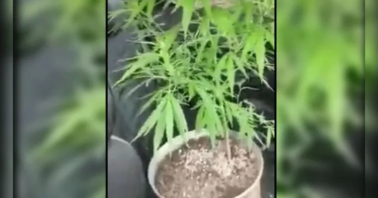 Imagem ilustrativa da notícia Plantação de maconha é encontrada em frente a escola no Pará