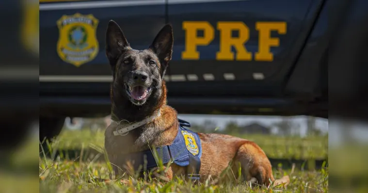 Imagem ilustrativa da notícia Cachorros ajudam a apreender 120 kg de drogas no Pará
