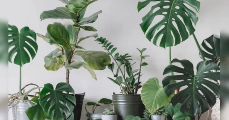 Imagem ilustrativa da notícia Saibas quais as plantas trazem azar para dentro da sua casa