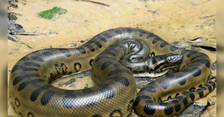 Imagem ilustrativa da notícia Cobra gigante é morta após devorar cachorro no Pará