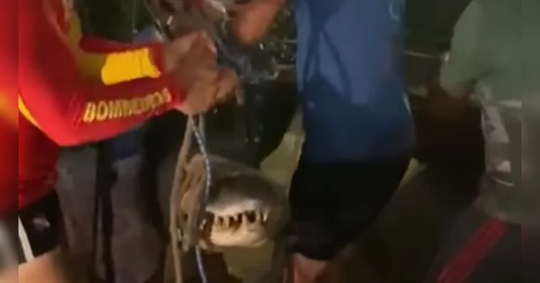 Imagem ilustrativa da notícia Vídeo: jacaré é capturado em praia de Alter do Chão
