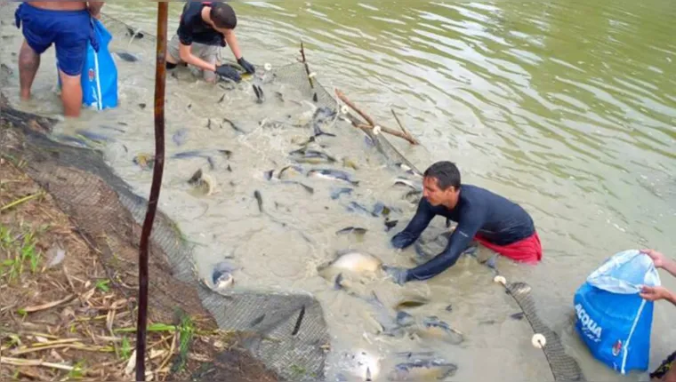 Imagem ilustrativa da notícia Criadores de peixe ganham crédito de incentivo no Pará