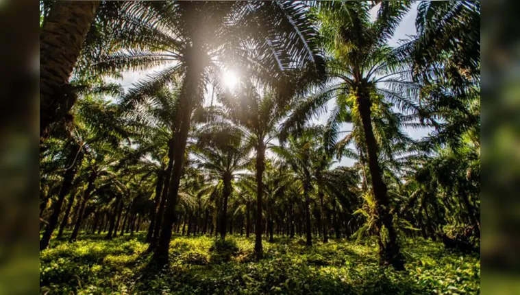 Imagem ilustrativa da notícia Conservação da Floresta Amazônica: dever de todas as esferas