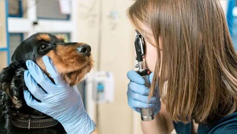 Imagem ilustrativa da notícia Saiba o que fazer se seu cachorro ou gato for envenenado