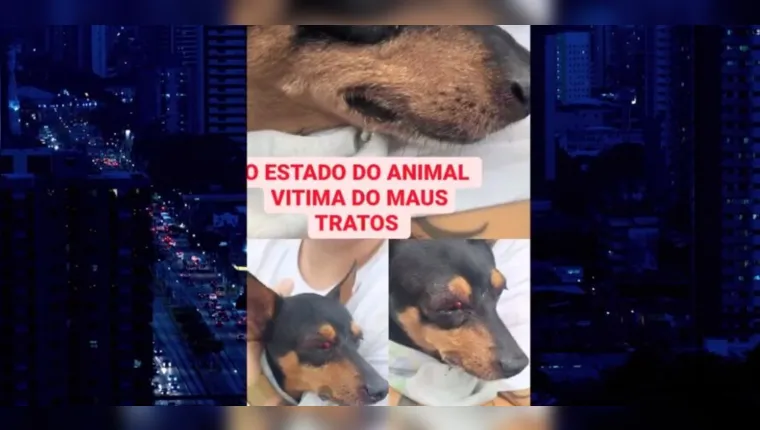 Imagem ilustrativa da notícia Vídeo:
cachorro continua internado após agressão em Belém