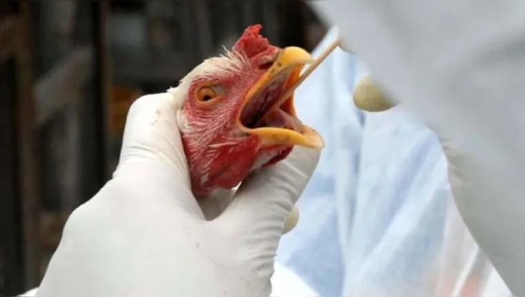 Imagem ilustrativa da notícia China registra 1º caso de gripe aviária em humanos