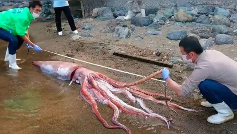 Imagem ilustrativa da notícia Vídeo: lula de quase 3 metros é encontrada em praia