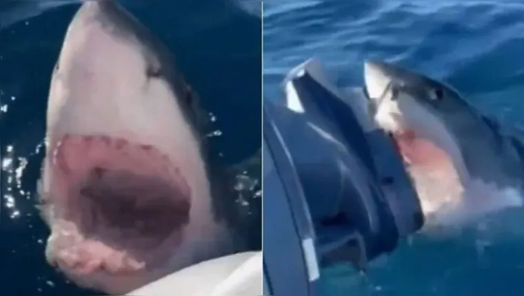 Imagem ilustrativa da notícia Vídeo: tubarão ataca motor de barco com família a bordo