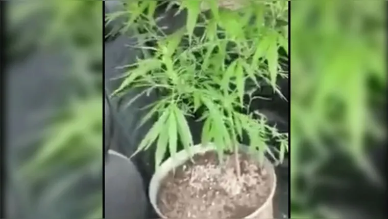 Imagem ilustrativa da notícia Plantação de maconha é encontrada em frente a escola no Pará