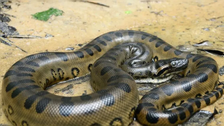 Imagem ilustrativa da notícia Cobra gigante é morta após devorar cachorro no Pará