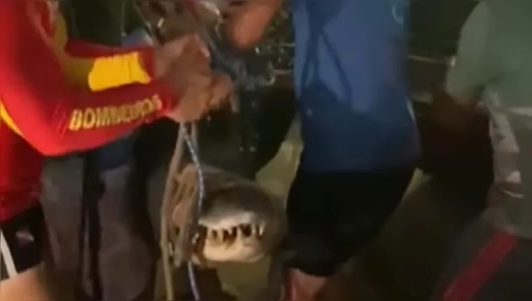 Imagem ilustrativa da notícia Vídeo: jacaré é capturado em praia de Alter do Chão