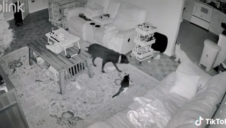 Imagem ilustrativa da notícia Vídeo perturbador mostra fantasma atacando um gato. Assista!