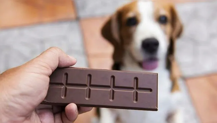 Imagem ilustrativa da notícia Alerta de Páscoa! Chocolate é risco de vida para seu pet